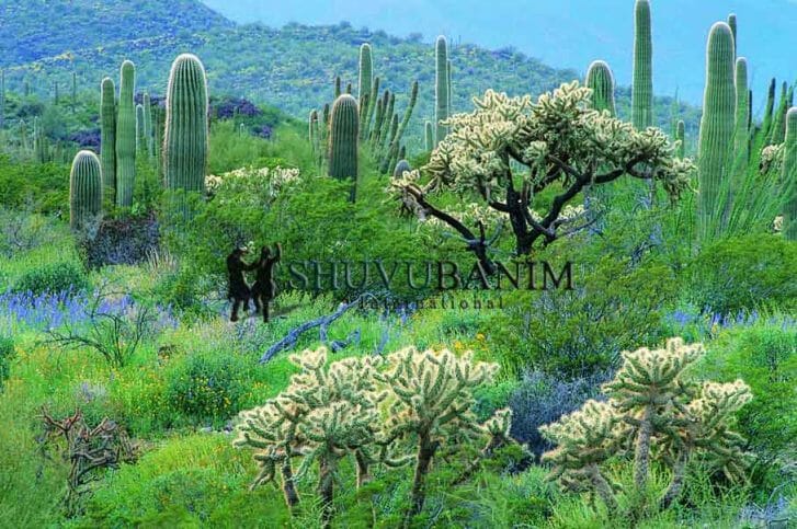 תפילה מאת הגה"צ הרב אליעזר ברלנד שליט"א - כבוד האישה ולכבדה במילים טובות