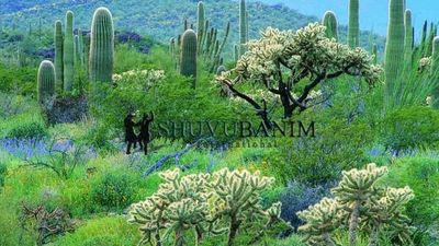 תפילה מאת הגה"צ הרב אליעזר ברלנד שליט"א - כבוד האישה ולכבדה במילים טובות