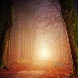 עדויות מדברי הרב ברלנד שליט"א על ה'פרקים נבחרים' שהתגלו לאחרונה