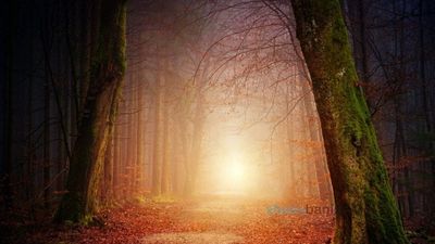 עדויות מדברי הרב ברלנד שליט"א על ה'פרקים נבחרים' שהתגלו לאחרונה