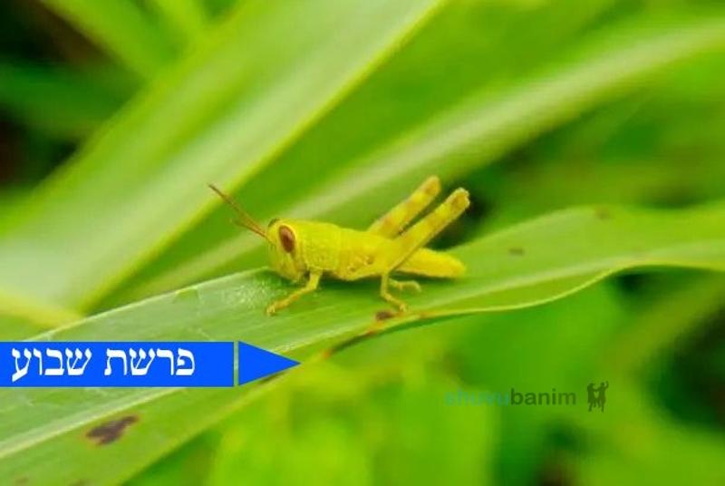 המכה שהצדיק מחליט • פרשת בא מהגה"צ רבי אליעזר ברלנד שליט"א