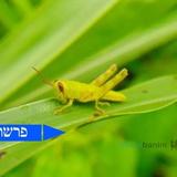 המכה שהצדיק מחליט • פרשת בא מהגה"צ רבי אליעזר ברלנד שליט"א