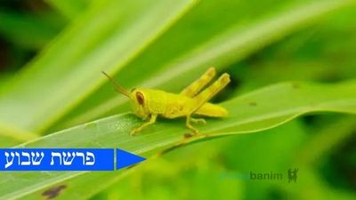 המכה שהצדיק מחליט • פרשת בא מהגה"צ רבי אליעזר ברלנד שליט"א