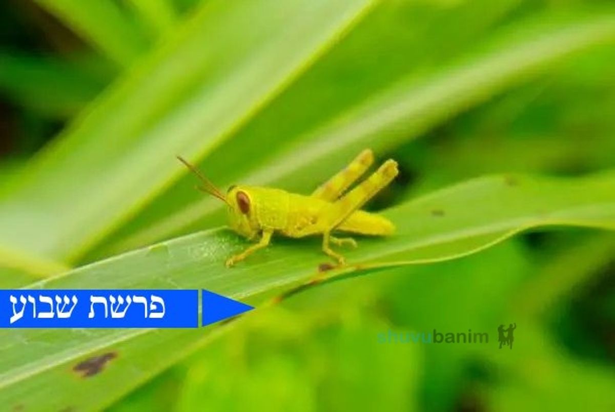 המכה שהצדיק מחליט • פרשת בא מהגה"צ רבי אליעזר ברלנד שליט"א