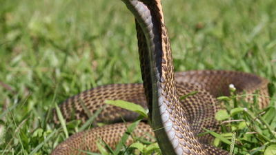צפו: שואה וחרון- אף חו"ש רמוזים בצפונות התורה עקב הרדיפה הקשה כנגד הגה"צ הרב אליעזר ברלנד שליט"א