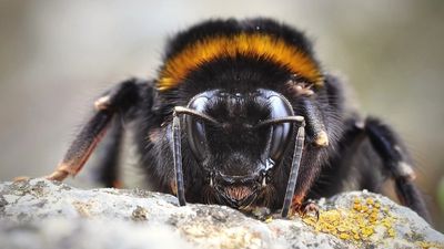 לא לבעלי לב חלש - הפעם בלי צנזורה. האזינו להגה"צ הרב אליעזר ברלנד שליט"א מסביר את הסיבה האמתית לרדיפה אחריו.