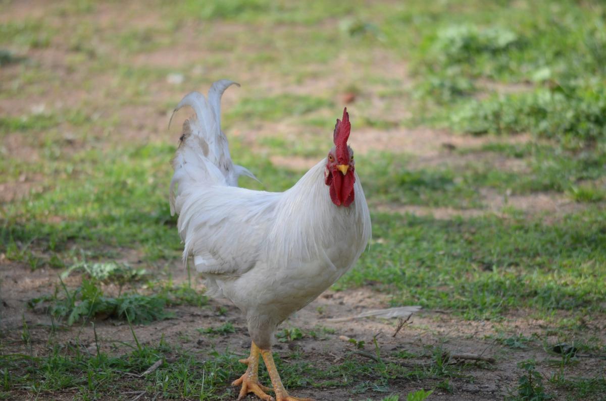 avicultura