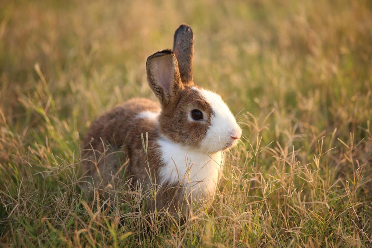 conejo
