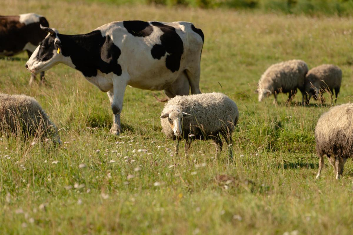 bovino