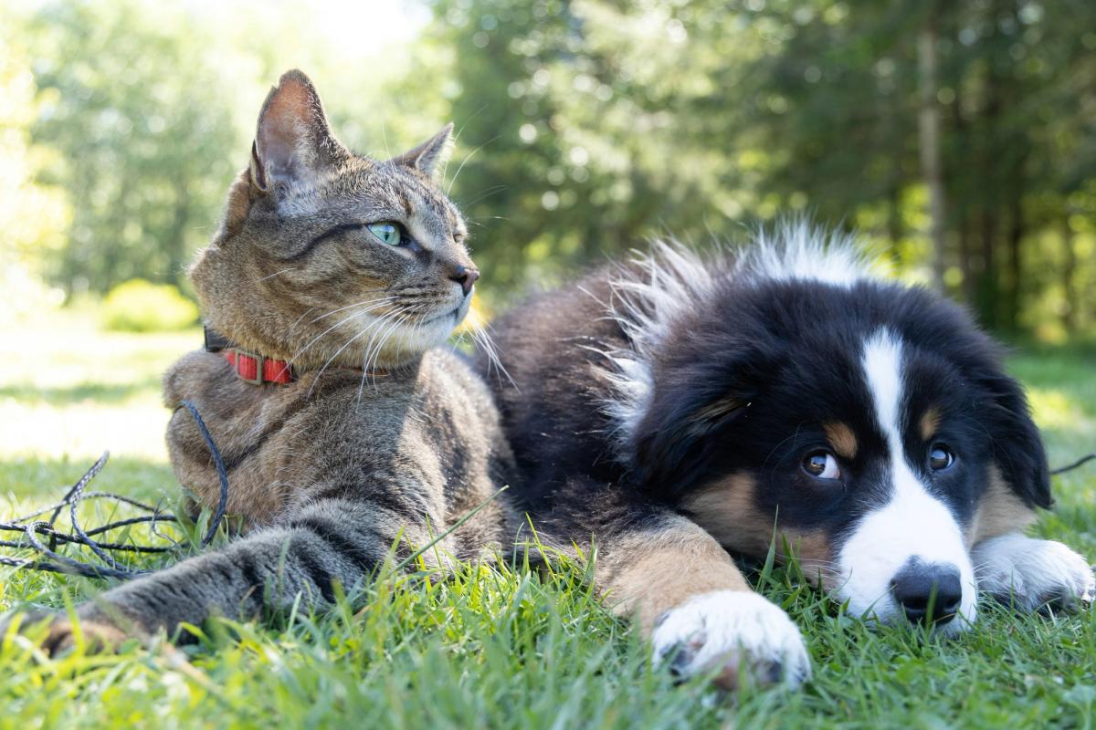 gato y perro