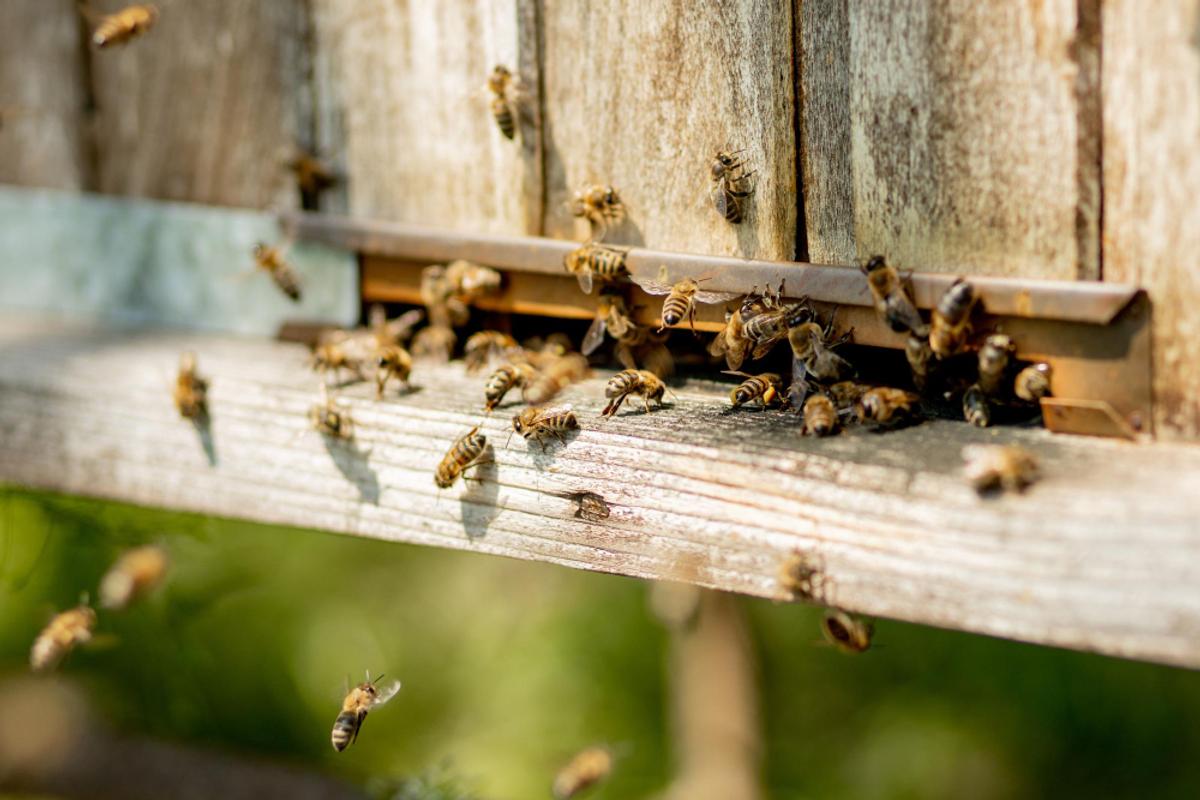abejas