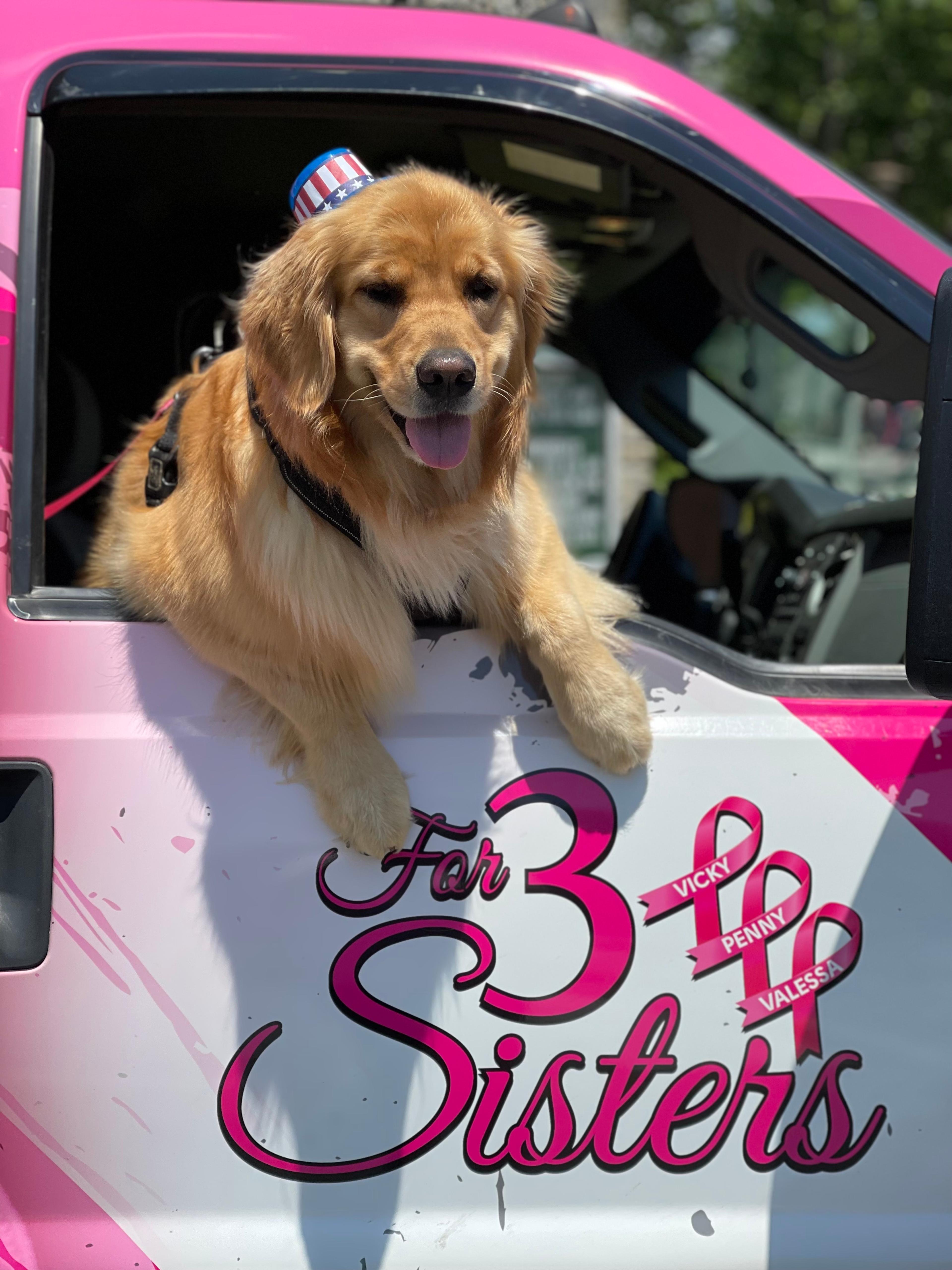 Golden retriever dog hanging out of the For 3 Sisters truck window