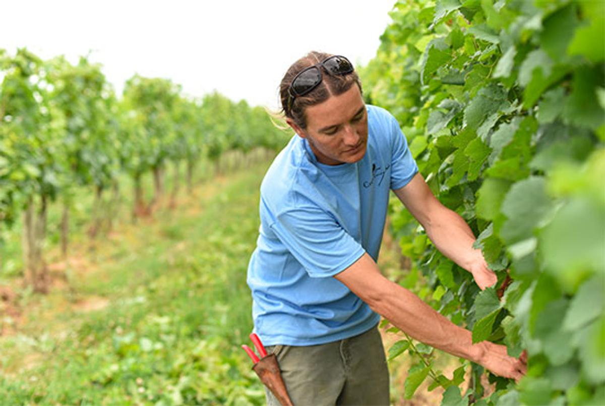 Brandon Hoy (vineyard manager) works in the vineyard


