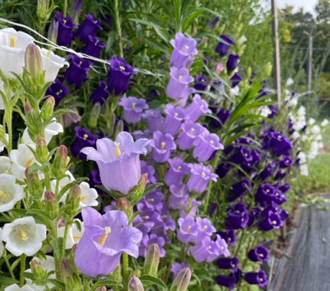 A mix of white, dark, and light purple campanula flowers.