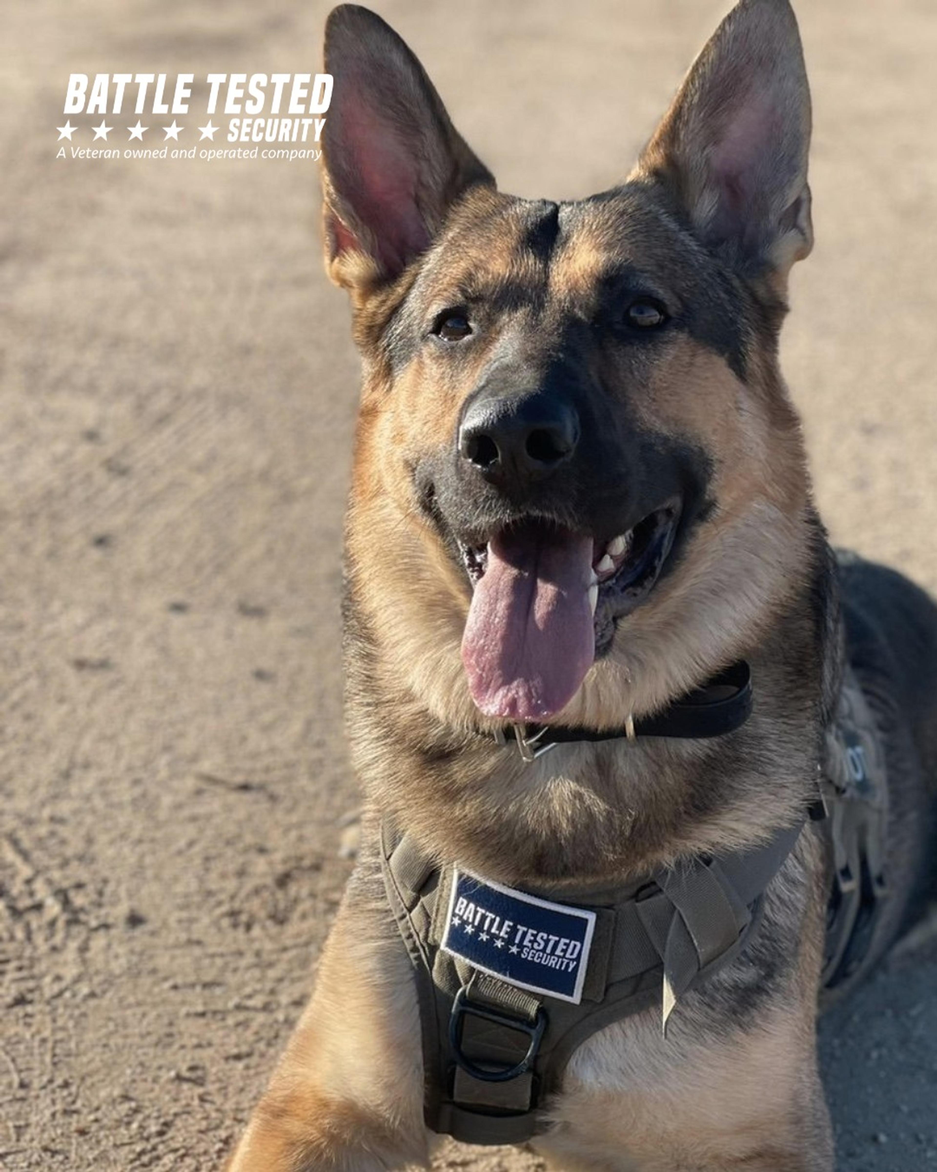 Image of Mattis, BTW Trained Security Dog 