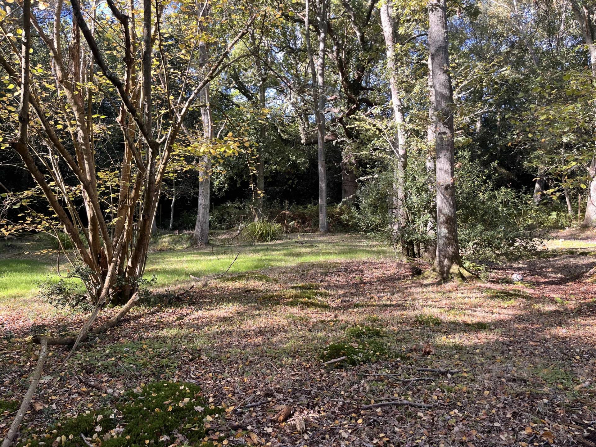 Secluded woodland garden clearing surrounded by tall mature trees on a private Surrey estate, Love Locations GU3.