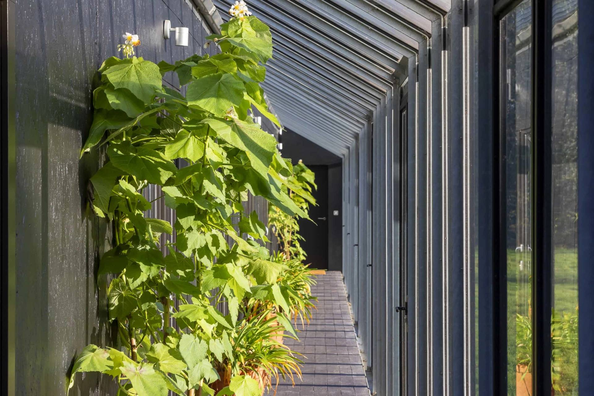 Glass corridor walkthrough lined with leafy potted plants and wood flooring, Love Locations IP17.