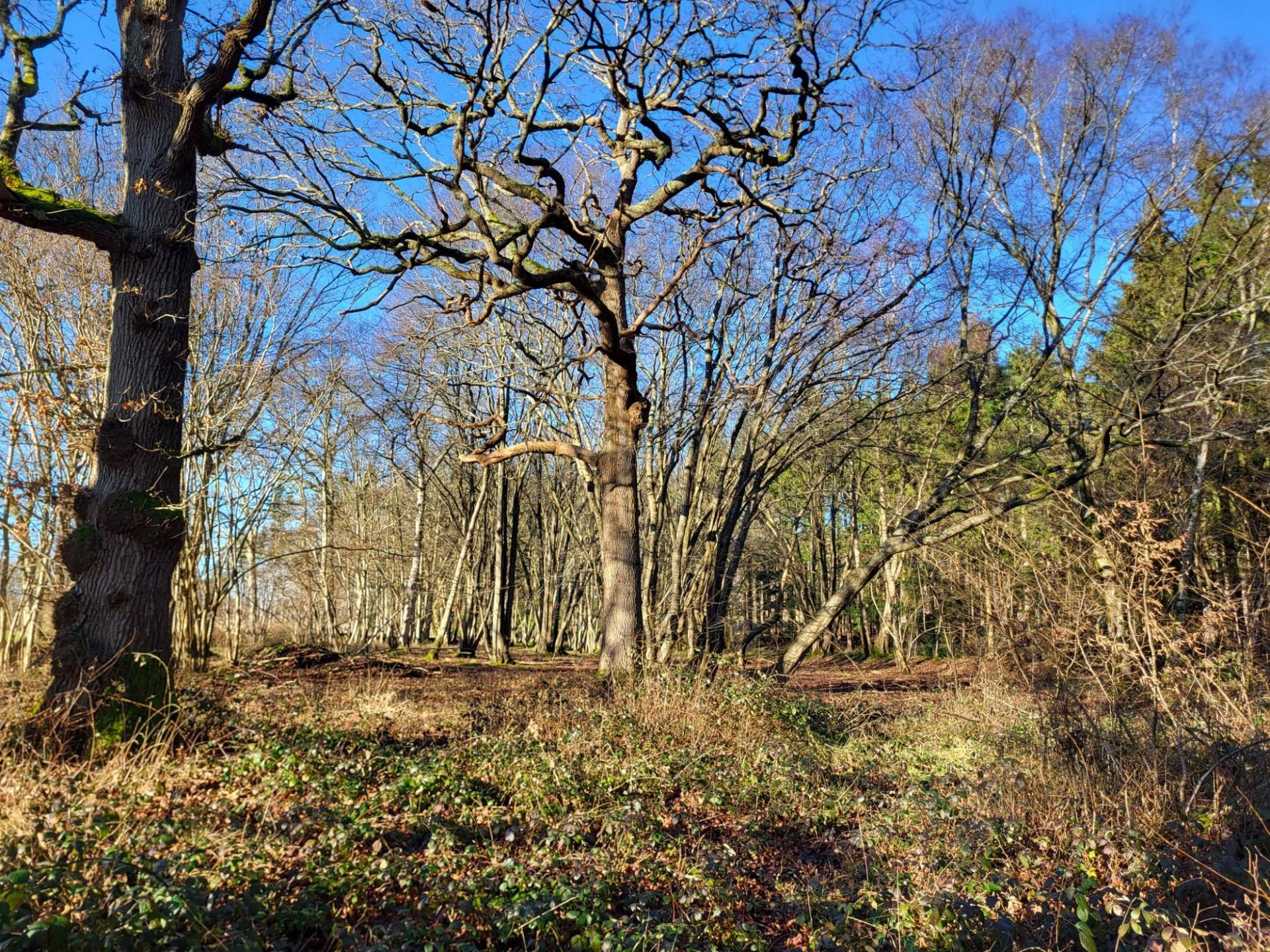 Deciduous forest glade with mature oak trees and natural ground vegetation, Love Locations BN8.