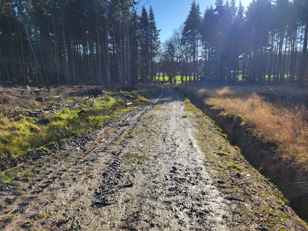 Wide dirt track road cutting through Canadian-style pine forest trees, Love Locations BN8.