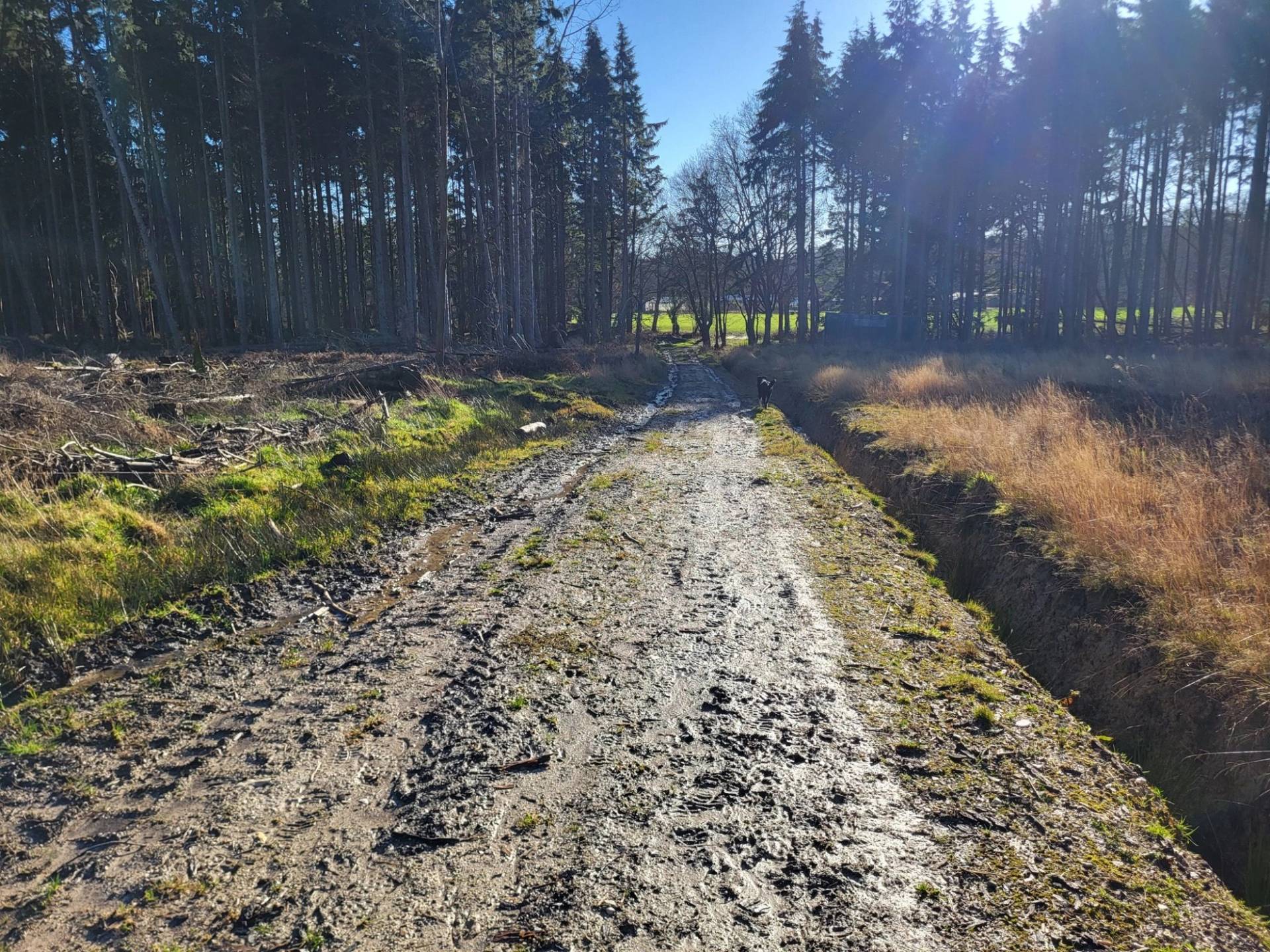 Wide dirt track road cutting through Canadian-style pine forest trees, Love Locations BN8.