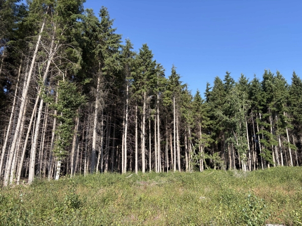 Dense pine tree forest woodland clearing on private rural farm grounds in Lewes, Love Locations BN8.