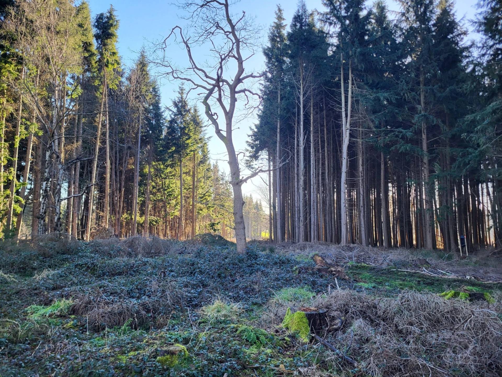 Lone standing bare oak tree set against a background of tall Canadian-style pine trees in South Chailey, Love Locations BN8.