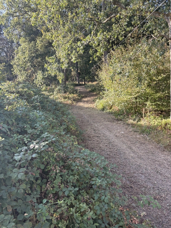 Dirt dirt track road winding through dense green countryside woodland on a private estate, Love Locations BN8.