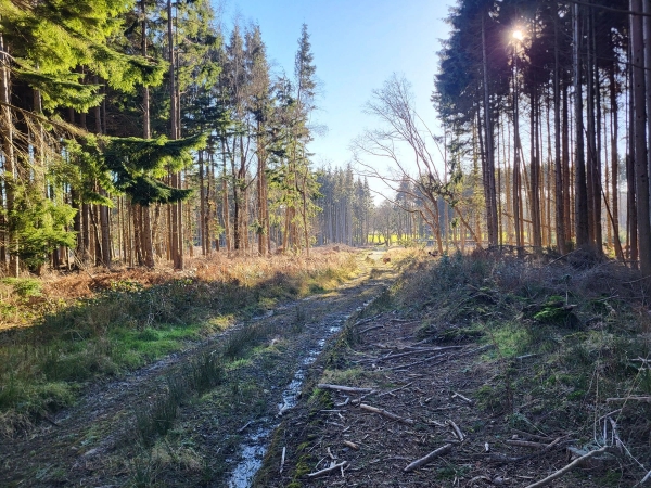 Unpaved dirt vehicle track cutting through dense pine woods and forest trees, Love Locations BN8.