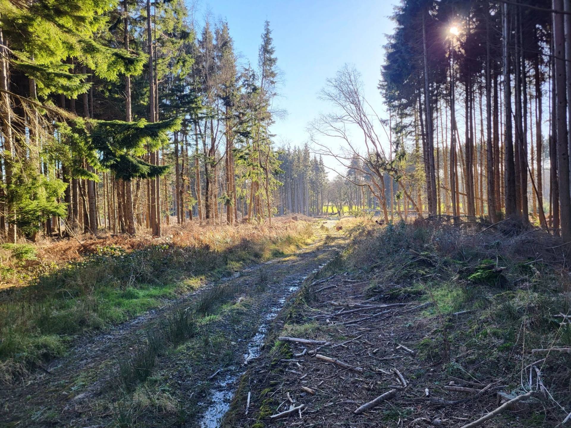Unpaved dirt vehicle track cutting through dense pine woods and forest trees, Love Locations BN8.