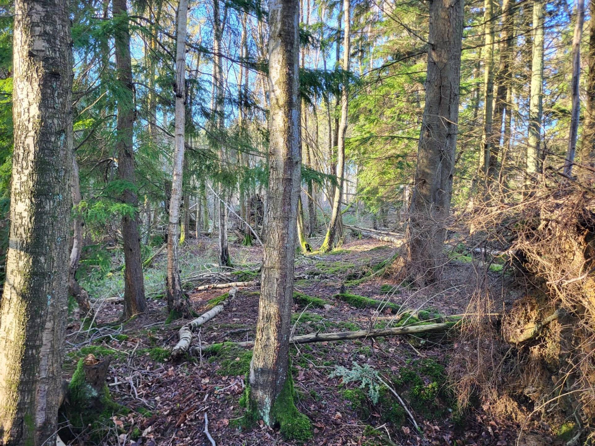 Mixed forestry location featuring tall pine trees and deciduous undergrowth, Love Locations BN8.
