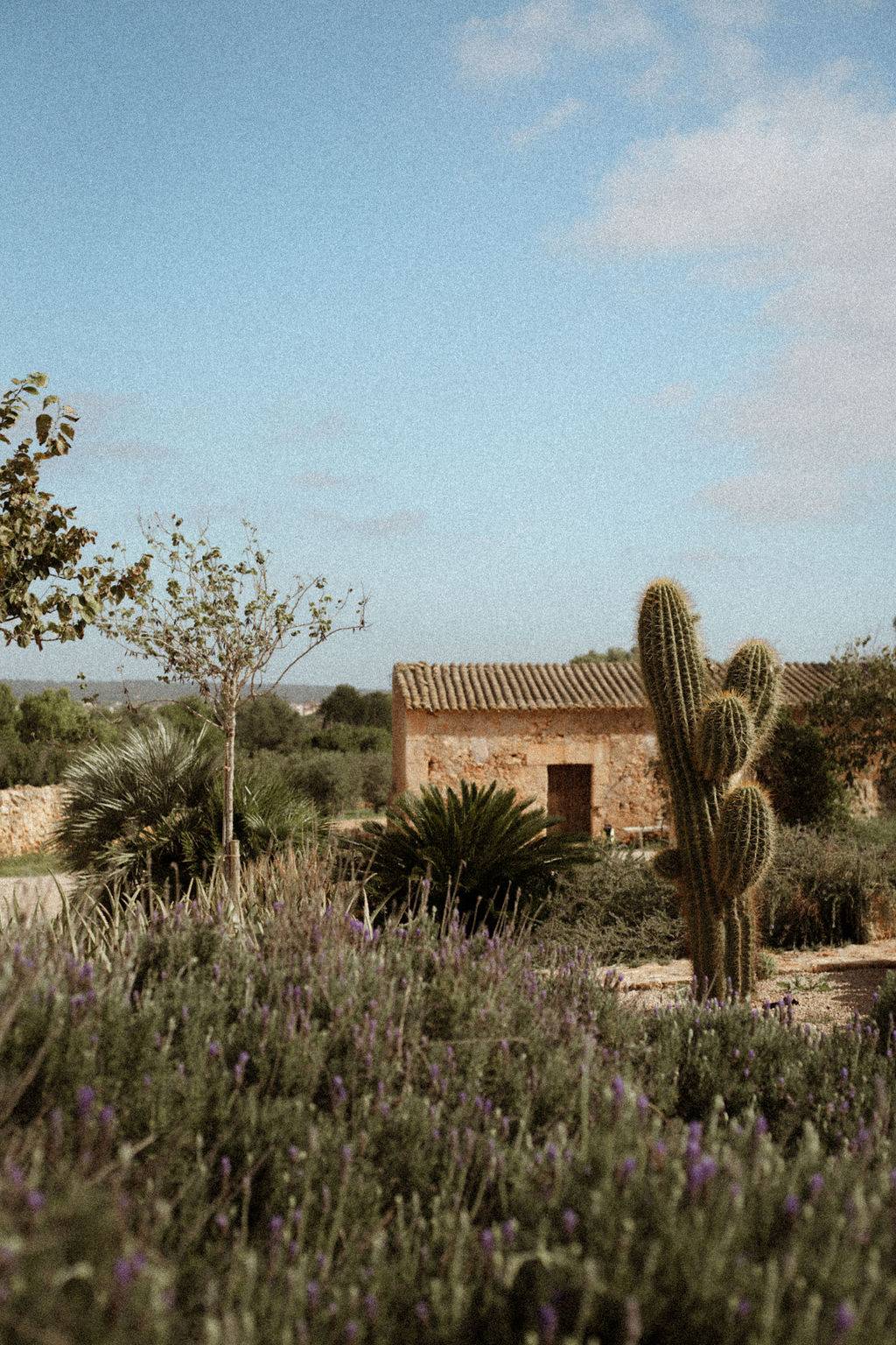 Desert garden landscape featuring tall cacti, lavender bushes, and rustic stone outbuildings, Love Locations 07630.