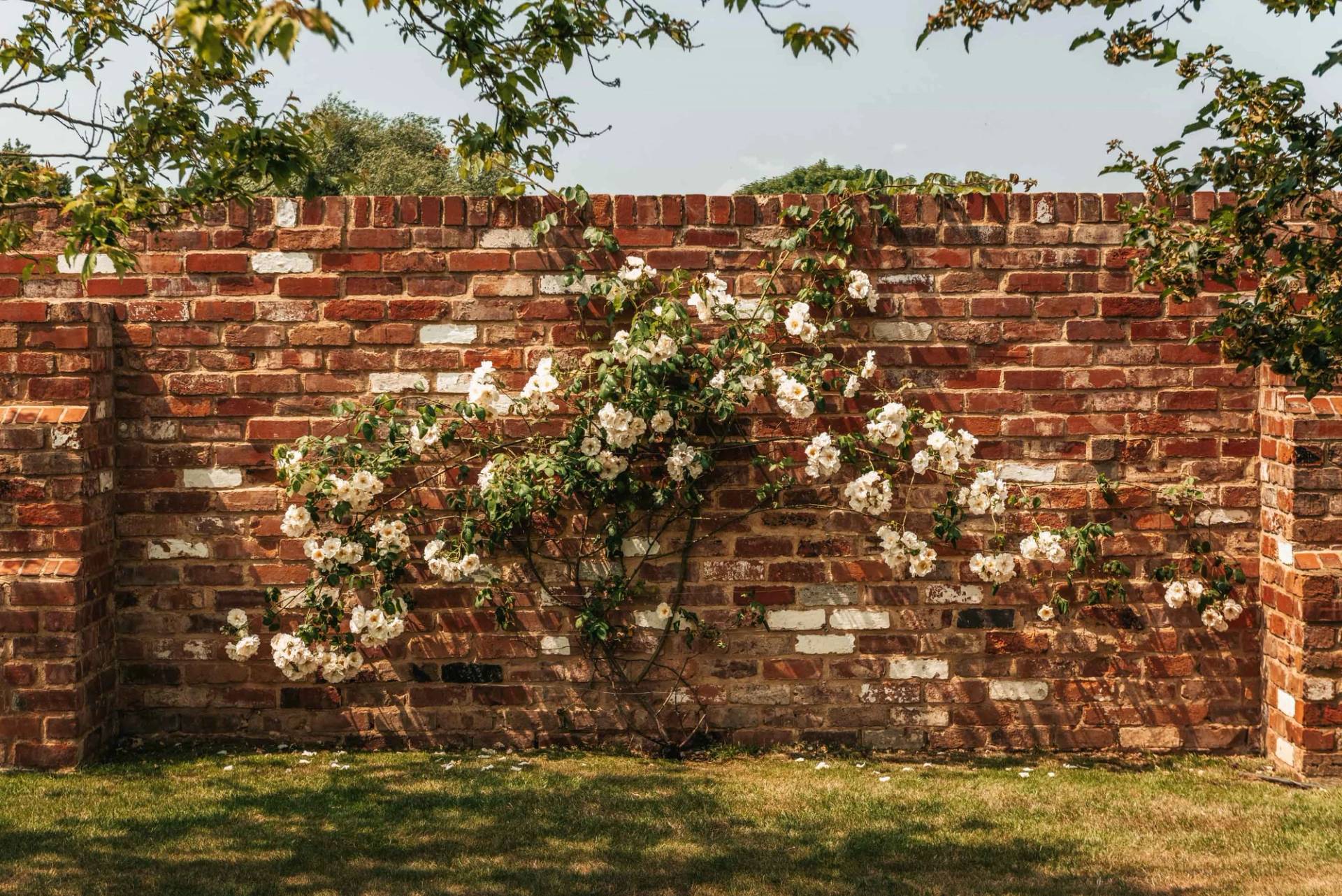 Climbing white roses trailing across a traditional red-brick garden boundary wall shoot space via Love Locations.