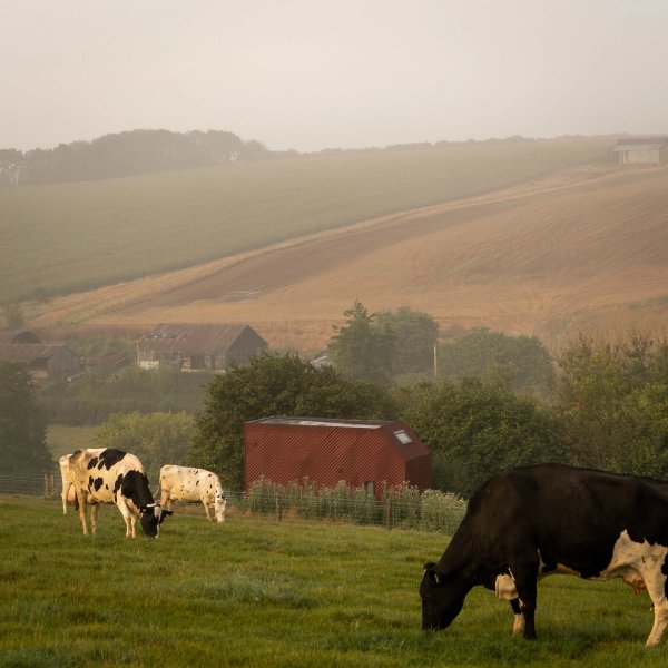 site image