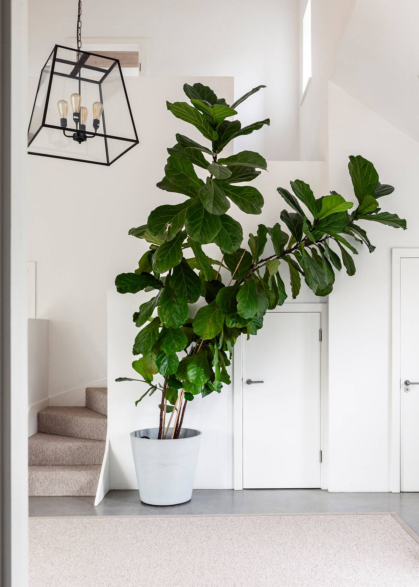 Sunlit hallway corner with a tall potted fiddle-leaf fig plant set beside a white entrance door, Love Locations SN8.