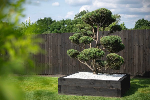 site image