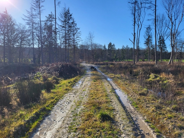 Dirt forestry access road running through tall pine trees and open woodland clearings, Love Locations BN8.