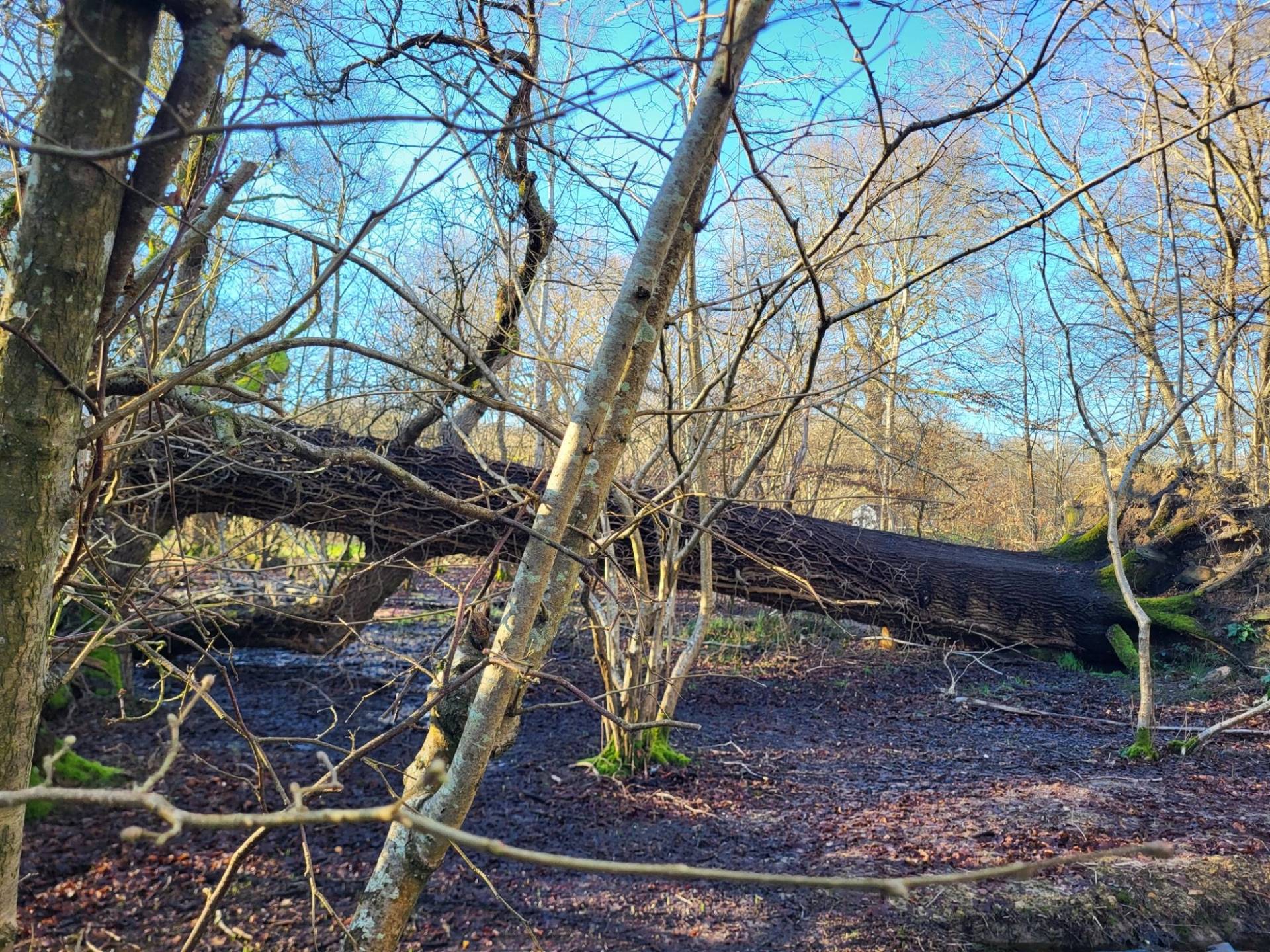Fallen tree trunk bridging across a muddy woodland stream in English oak woods, Love Locations BN8.