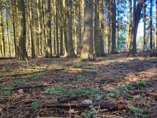 Pine tree woodland clearing with natural leaf litter and fallen branches, Love Locations BN8.