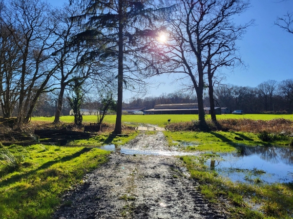Muddy woodland track road leading past open fields and bare oak trees, Love Locations BN8.