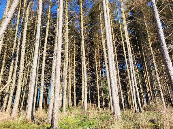 Canadian-style pine forest location featuring tall straight tree trunks in South Chailey, Love Locations BN8.