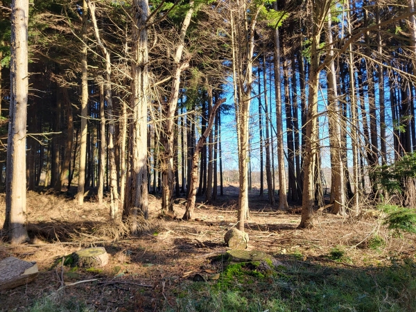 Shaded pine wood forest interior with sunlight streaming through tall pine trees, Love Locations BN8.