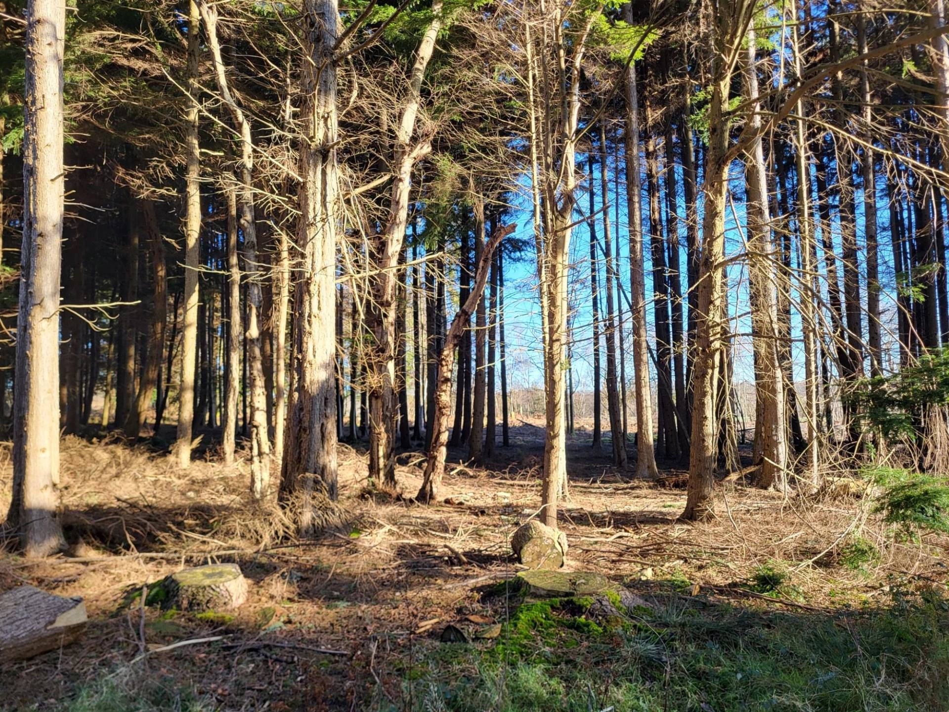 Shaded pine wood forest interior with sunlight streaming through tall pine trees, Love Locations BN8.