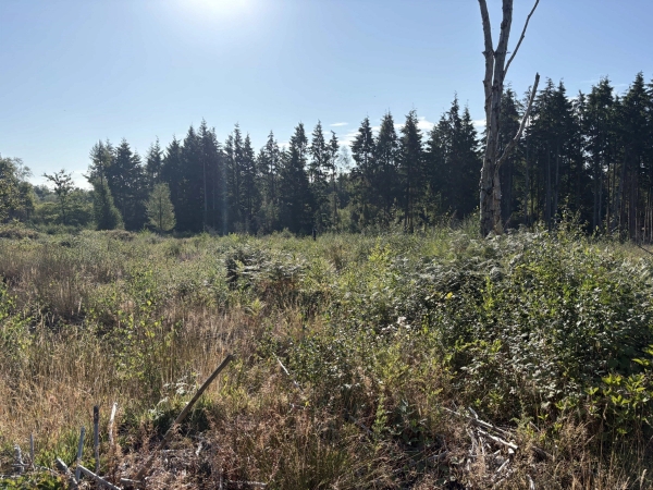 Open countryside land clearing surrounded by dense pine tree forests in Lewes, Love Locations BN8.
