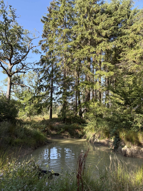 Tranquil natural water pond surrounded by wild woodland trees and country foliage, Love Locations BN8.