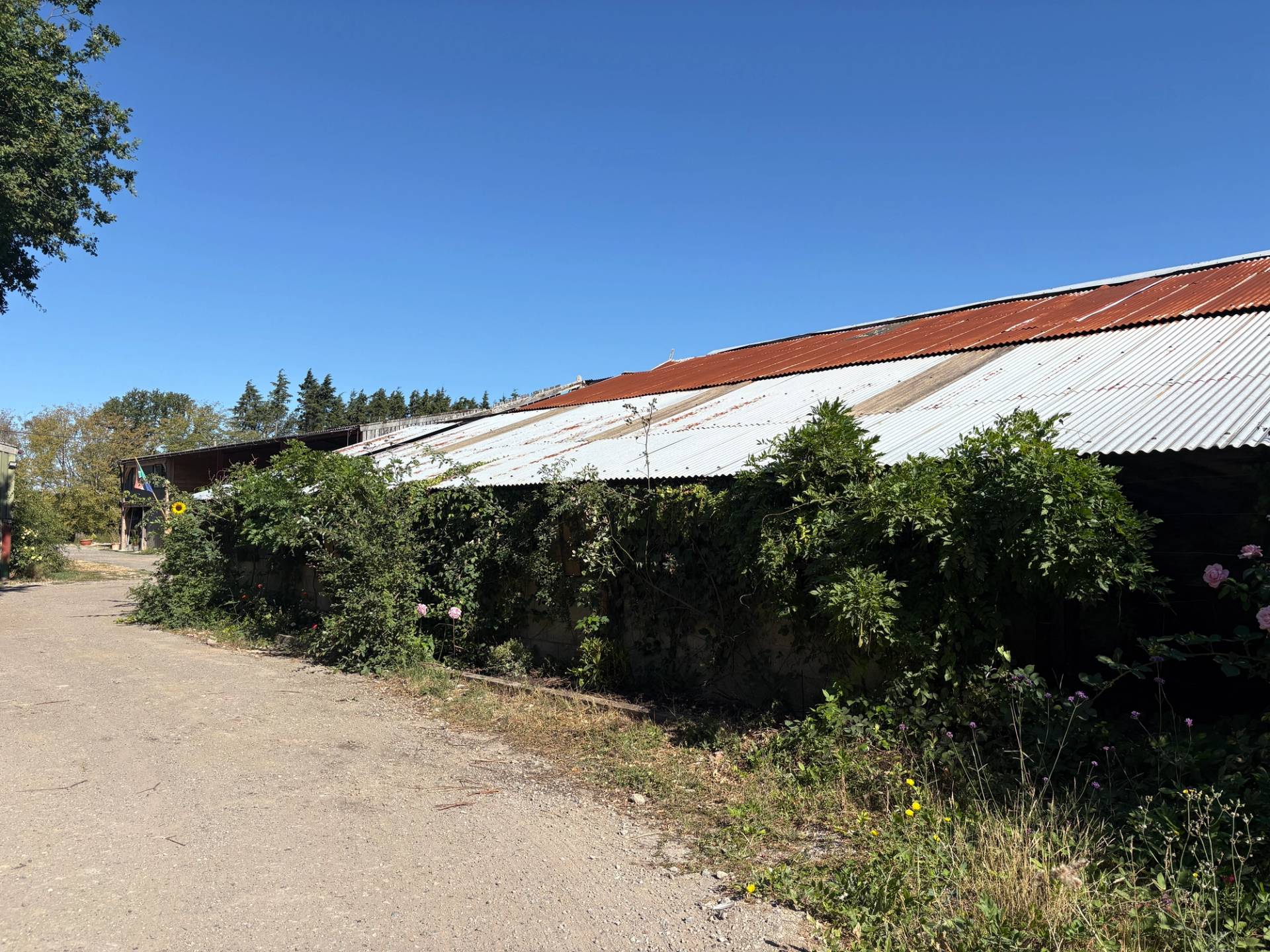 Long industrial farm outbuilding with corrugated metal roofing and climbing ivy greenery, Love Locations BN8.