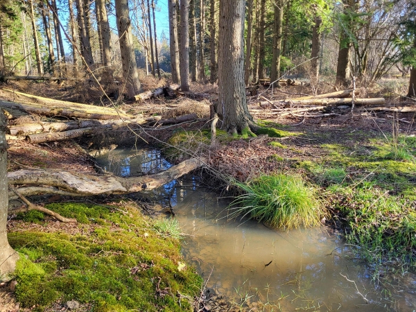 Small natural stream running through mossy woodland terrain and fallen tree branches, Love Locations BN8.