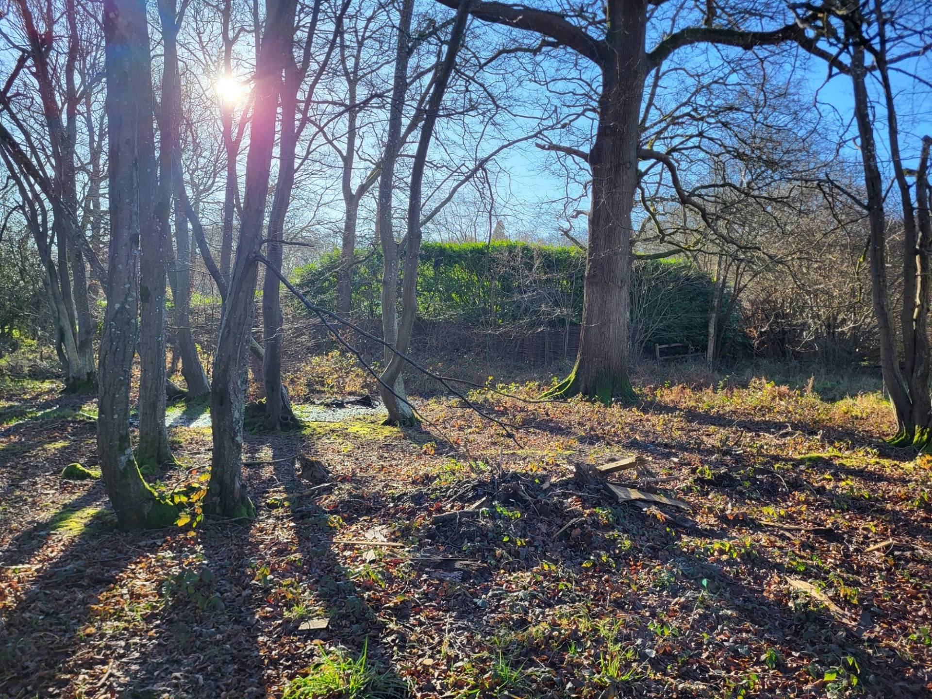 Sunlit woodland glade framed by mature oak trees and winter shadows, Love Locations BN8.