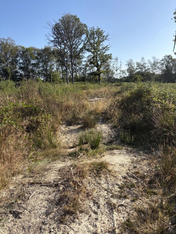 Rough off-road terrain path cutting through wild bushes and overgrown fields, Love Locations BN8.
