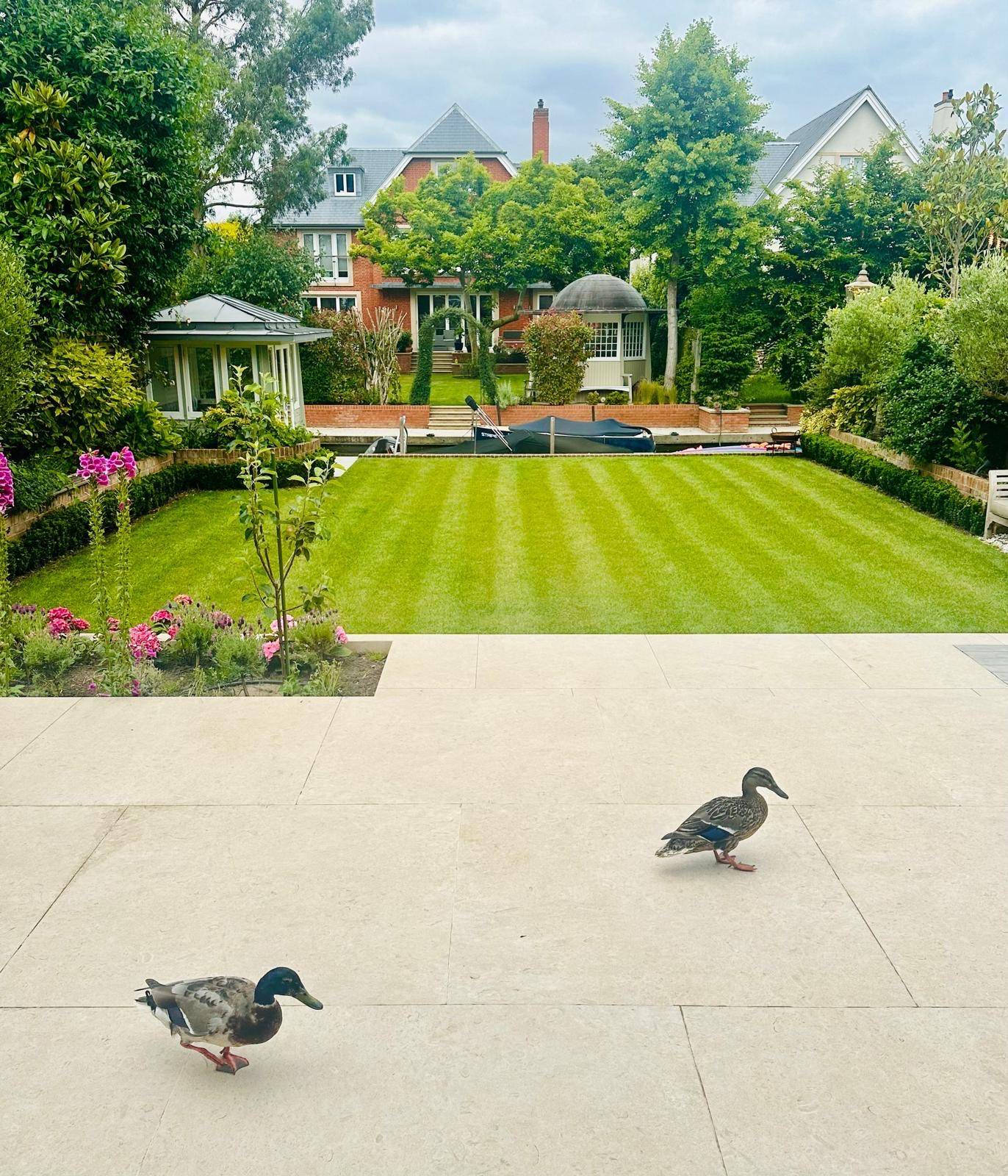 Manicured green lawn garden terrace set with ducks on the patio paving, Love Locations TW11.