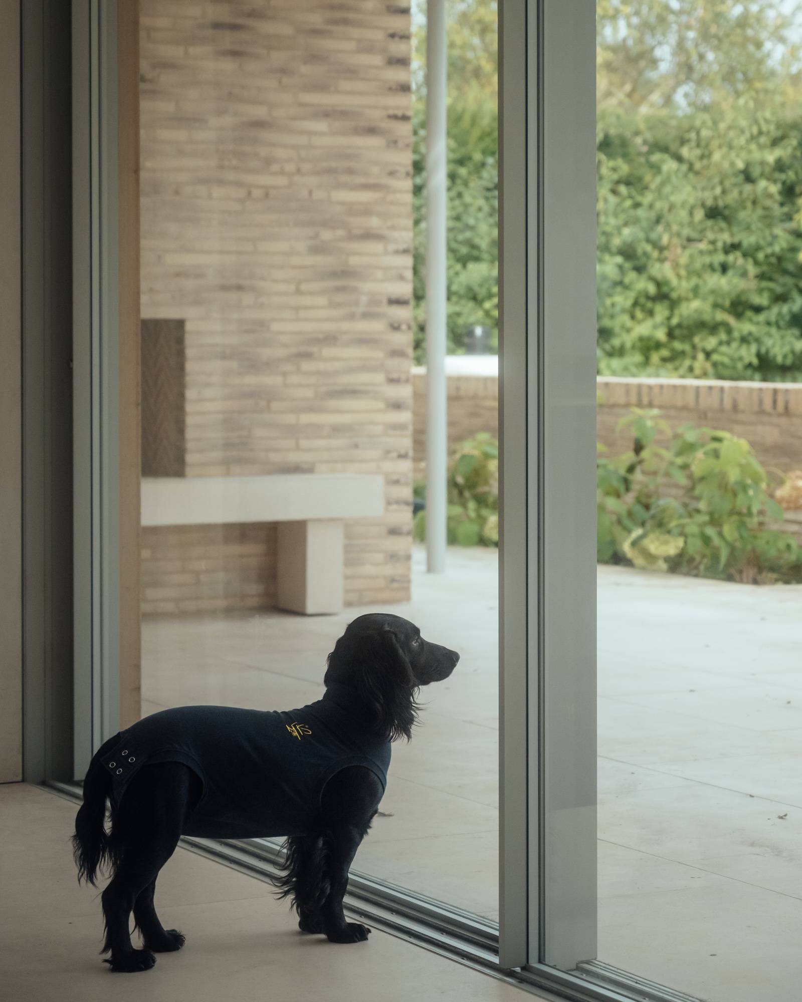 Large black dog sitting behind a floor-to-ceiling glass window looking out onto a modern stone patio, ideal for pet food commercials, Love Locations.